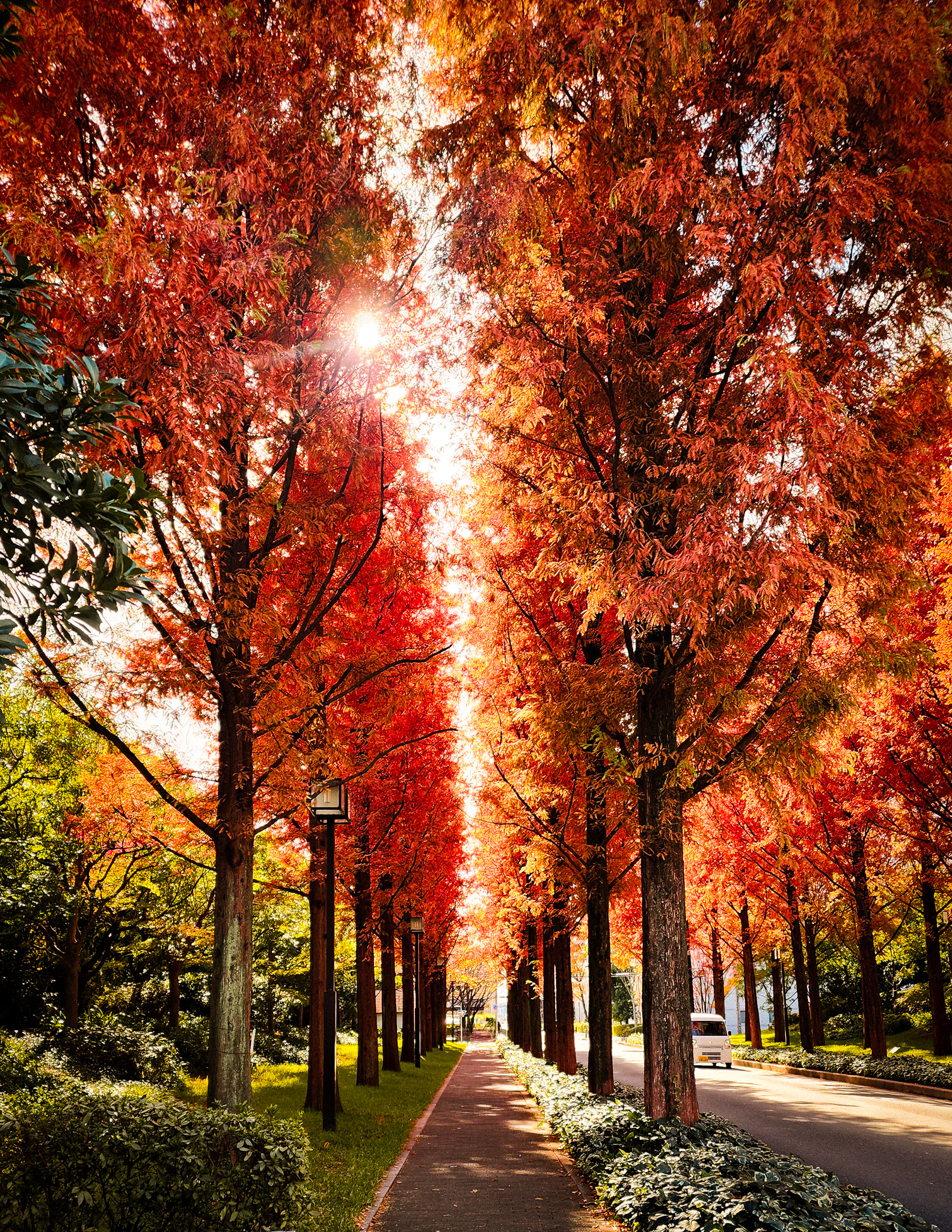 Tree Path